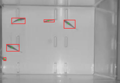 Tank at 0 seconds with 5 detected blobs outlined in red