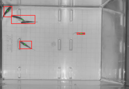 Tank at 50 seconds with 4 detected blobs outlined in red