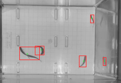 Tank at 60 seconds with 5 detected blobs outlined in red